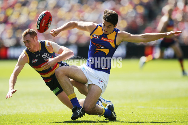 AFL 2015 Rd 22 - Adelaide v West Coast - 399755