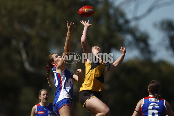 Coates League Girls 2023 - Dandenong Stingrays v Oakleigh Chargers - A-43185611