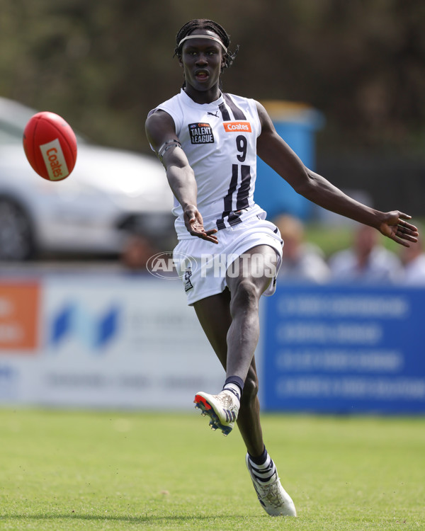 Coates League Boys 2025 Round 01 - Dandenong Stingrays v Geelong Falcons - A-58221240