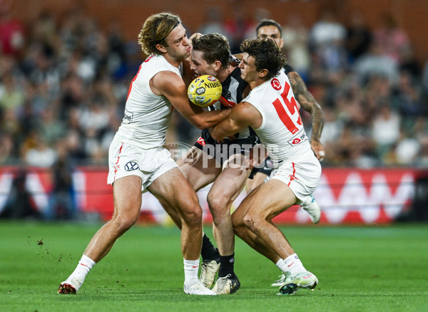 AFL 2025 Round 05 - Collingwood v Sydney - A-58521934