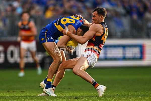 AFL 2025 Round 22 - West Coast v Adelaide - A-61281398
